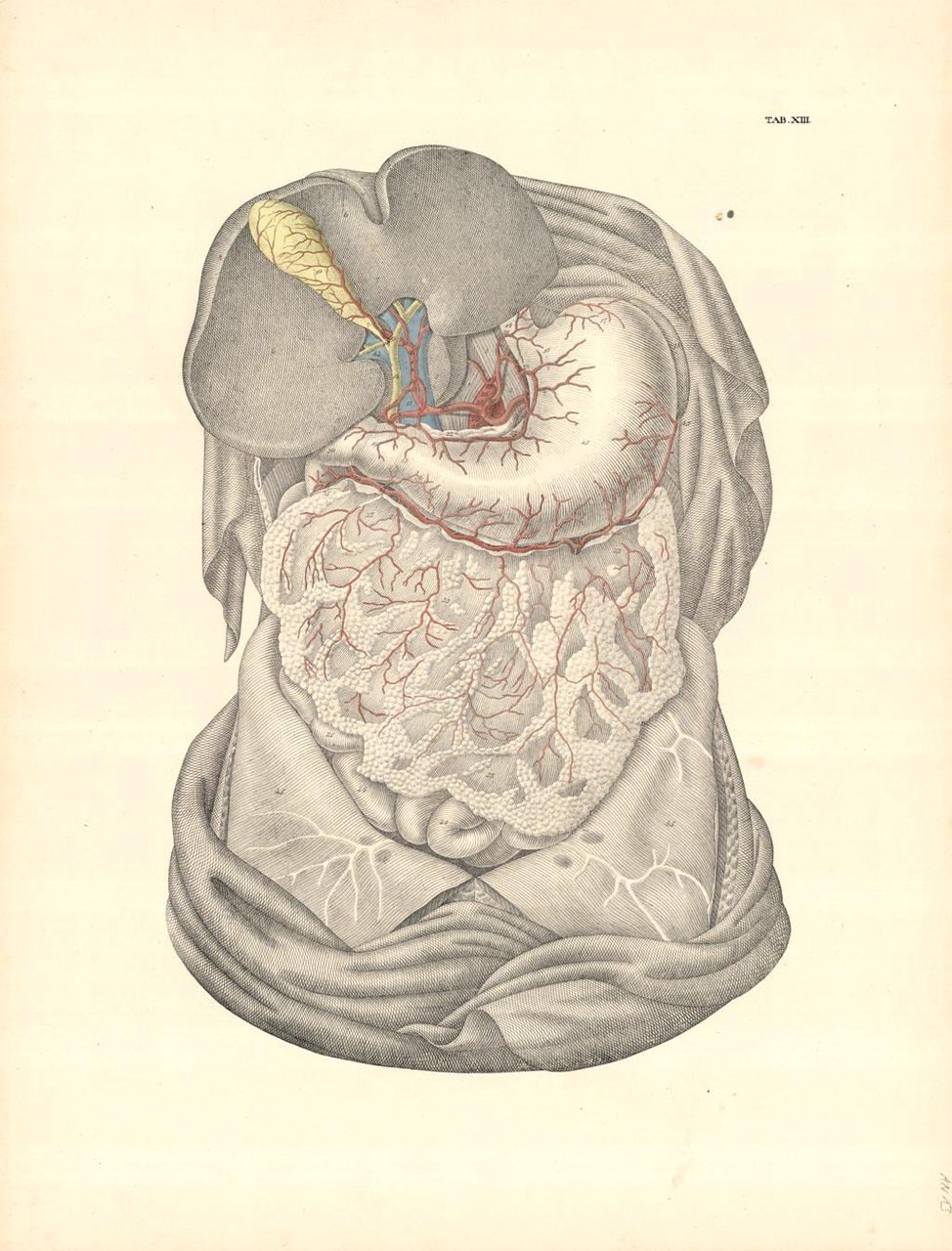 TAB XIII (vascolarizzazione epato-gastrica) | Immagine principale