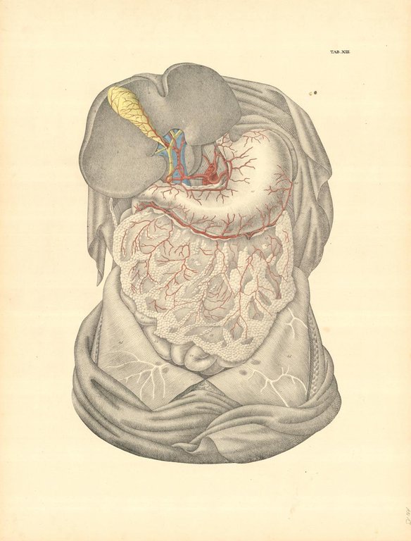 TAB XIII (vascolarizzazione epato-gastrica) | Immagine Gallery 2