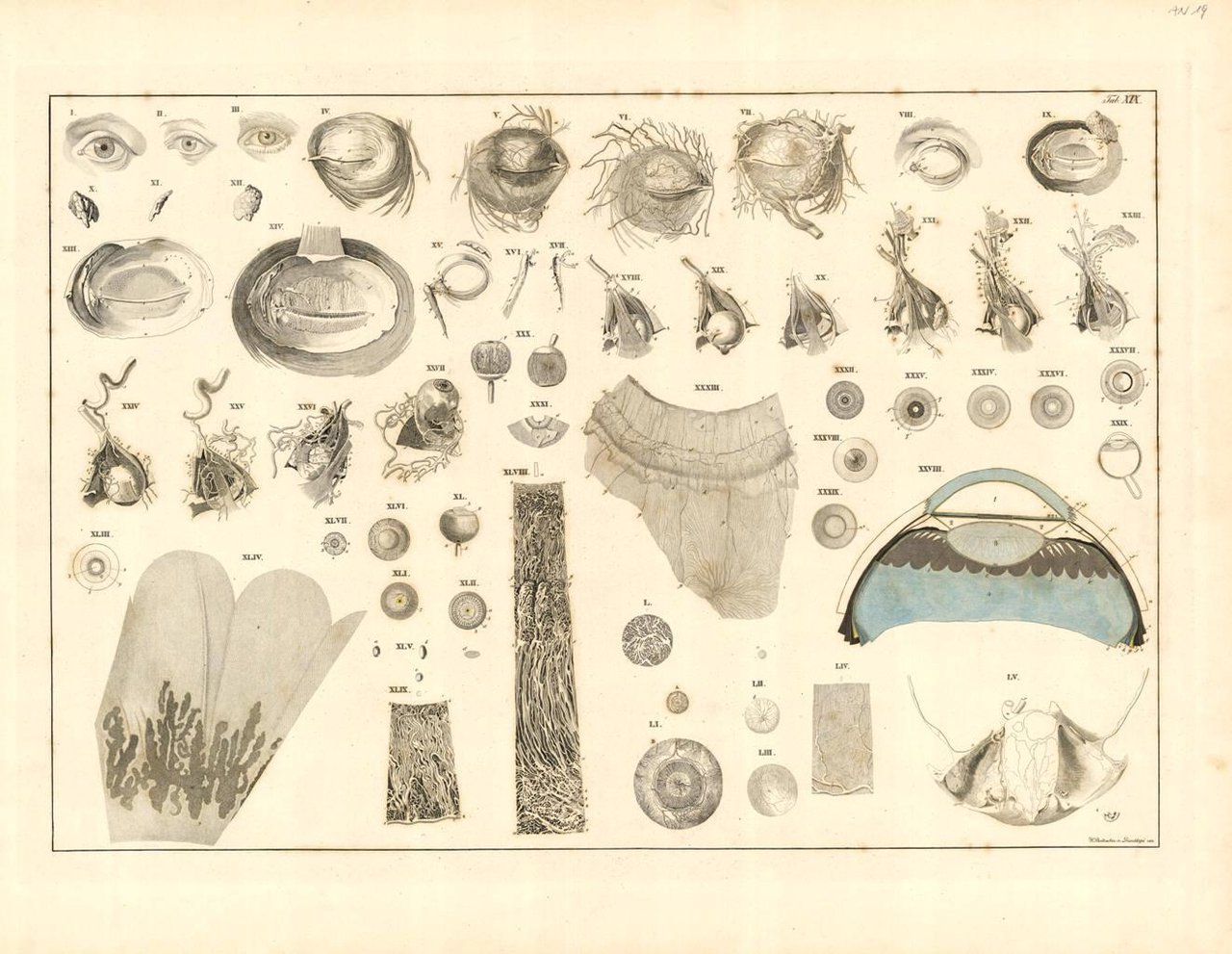 TAB XIX ( | Immagine principale