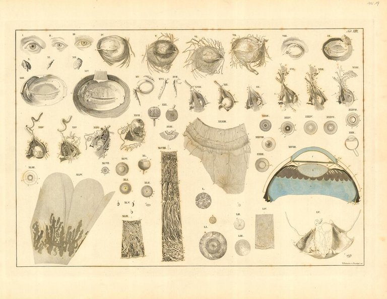 TAB XIX ( | Immagine Gallery 2