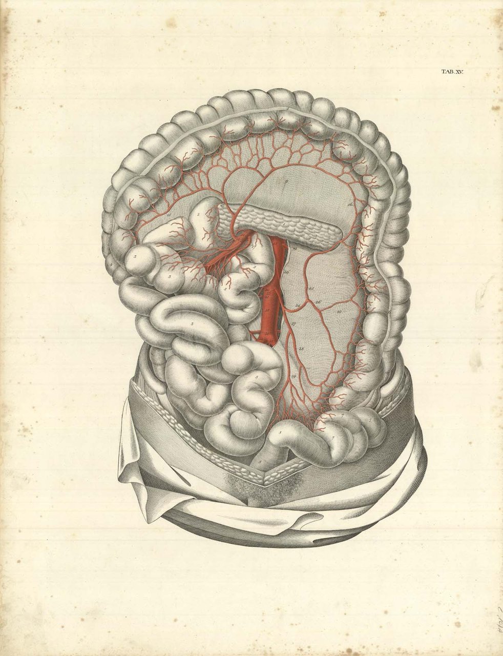 TAB XV (vascolarizzazione mesenterica)