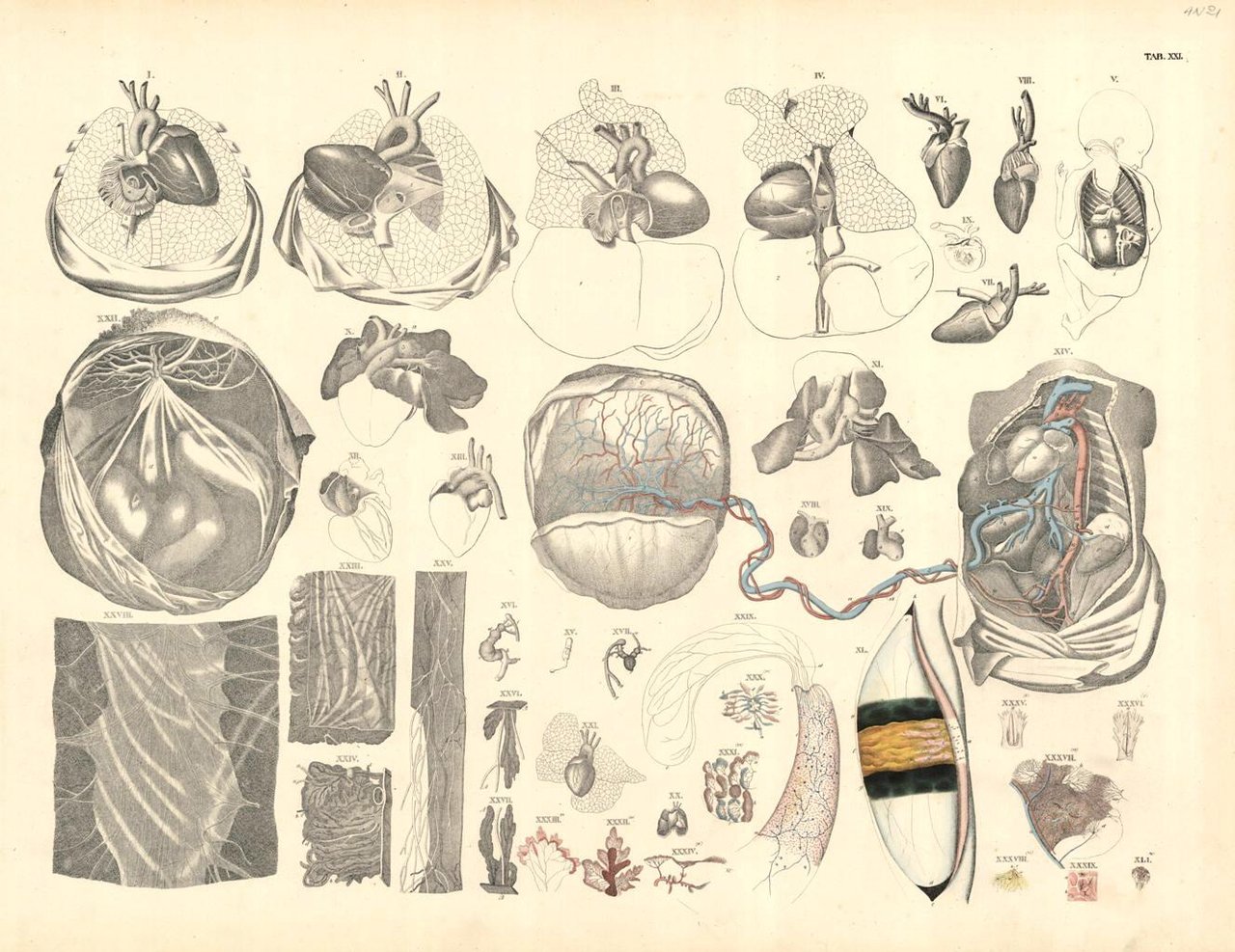 TAB XXI (vascolarizzazione della placenta e fetale) | Immagine principale