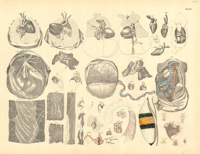 TAB XXI (vascolarizzazione della placenta e fetale) | Immagine Gallery 2