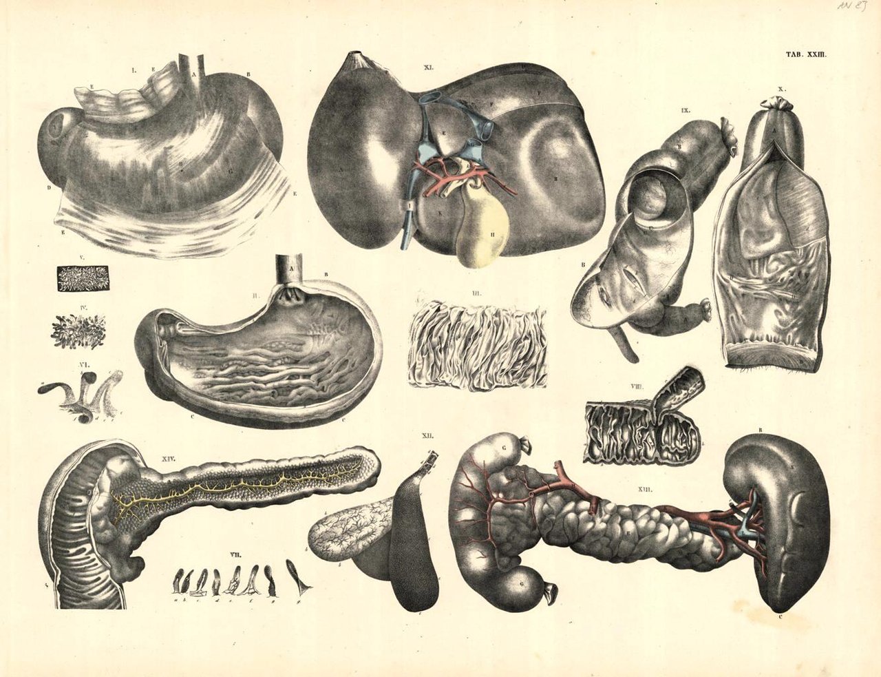 TAB XXIII (organi intraddominali in diverse sezioni) | Immagine principale