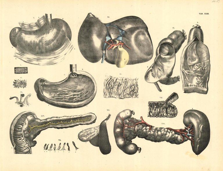 TAB XXIII (organi intraddominali in diverse sezioni) | Immagine Gallery 2