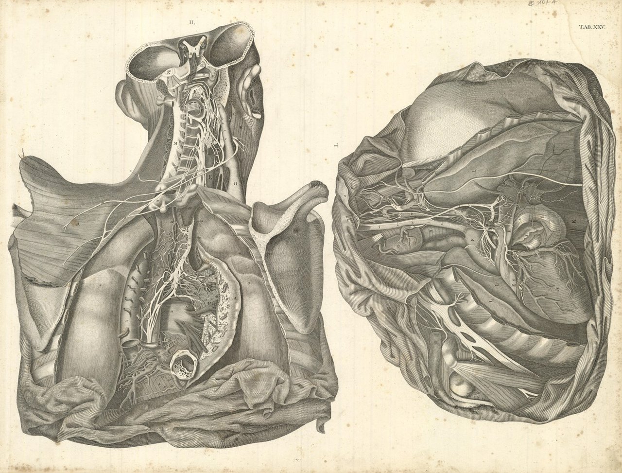 TAB XXV (mediastino)