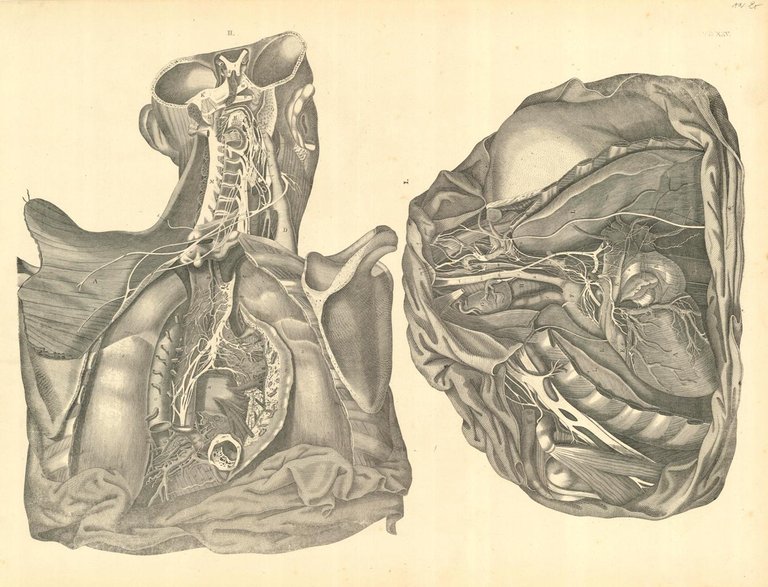 TAB XXV (mediastino) | Immagine Gallery 3