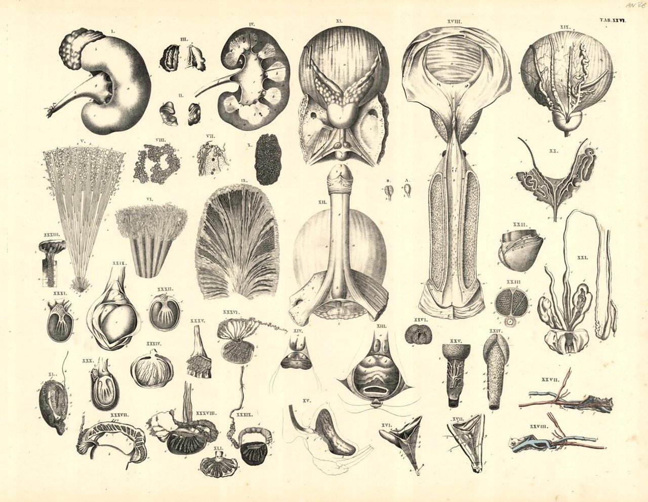 TAB XXVI (sistema uro genitale maschile) | Immagine principale