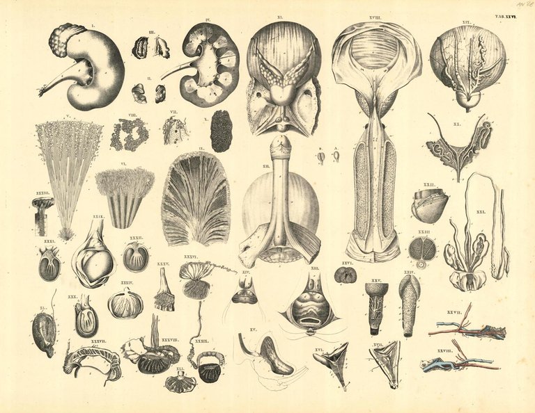 TAB XXVI (sistema uro genitale maschile) | Immagine Gallery 2