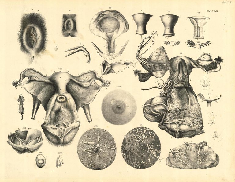 TAB XXVIII ( | Immagine Gallery 2