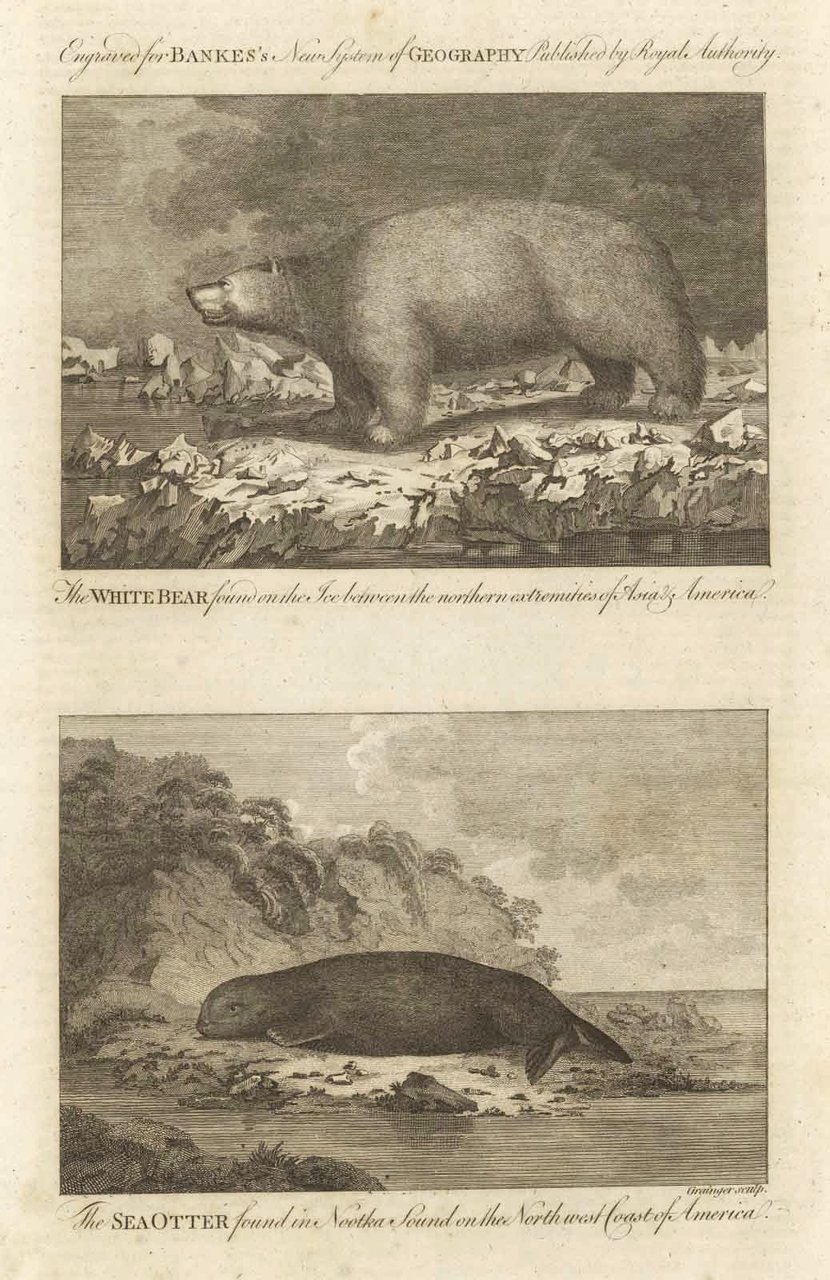 The white bear found on the ice bethween the northern …