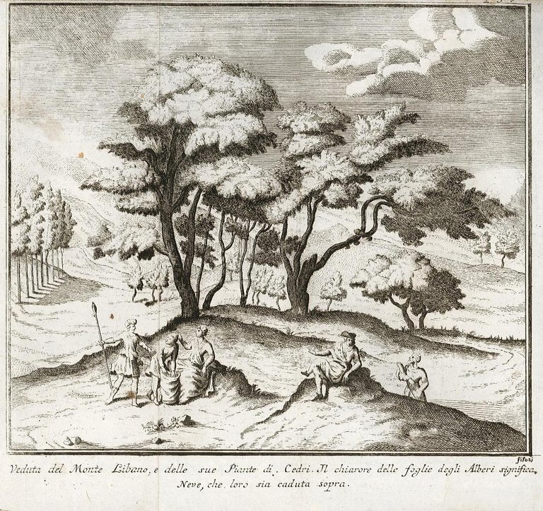 Veduta del Monte Libano e delle sue piante di Cedri: …