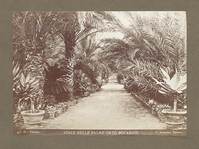 Viale delle palme orto botanico