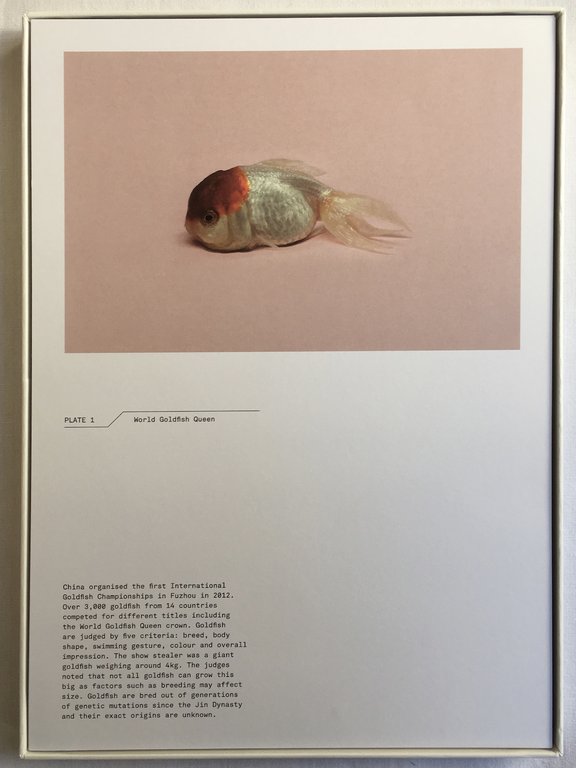 A Guide to the Flora and Fauna of the World | Immagine Gallery 3