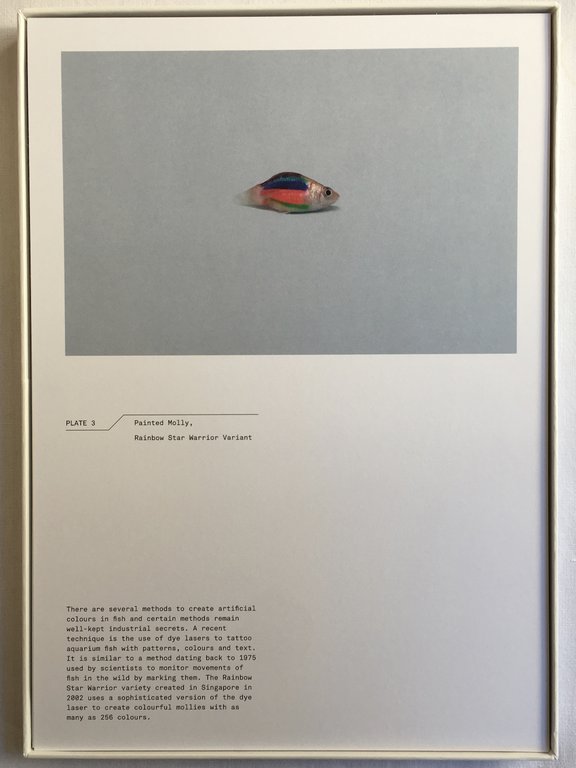 A Guide to the Flora and Fauna of the World | Immagine Gallery 4