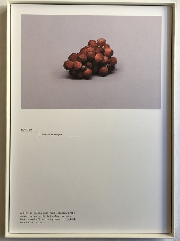 A Guide to the Flora and Fauna of the World | Immagine Gallery 5