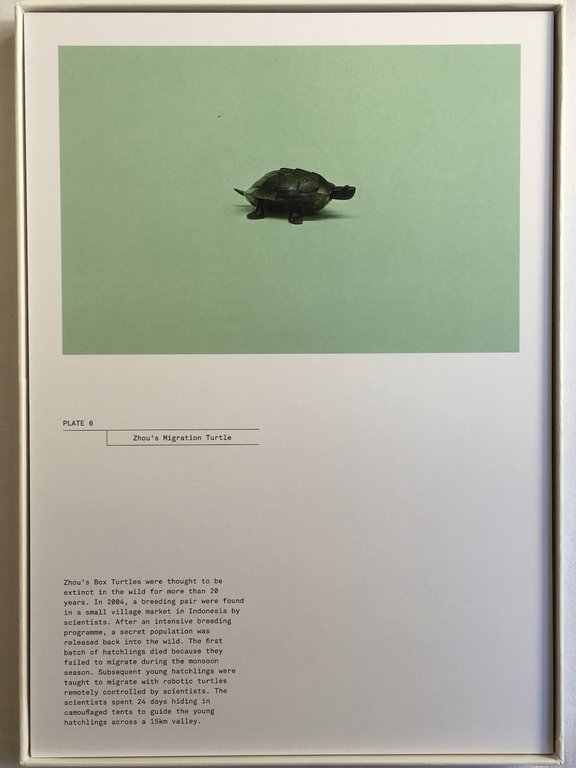 A Guide to the Flora and Fauna of the World | Immagine Gallery 6