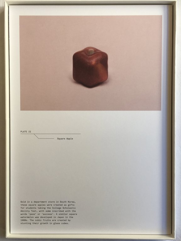 A Guide to the Flora and Fauna of the World | Immagine Gallery 7