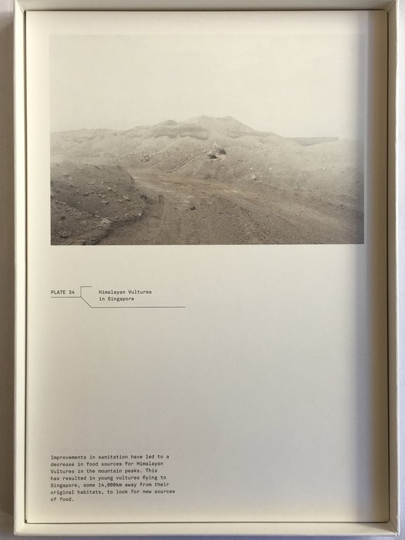 A Guide to the Flora and Fauna of the World | Immagine Gallery 8