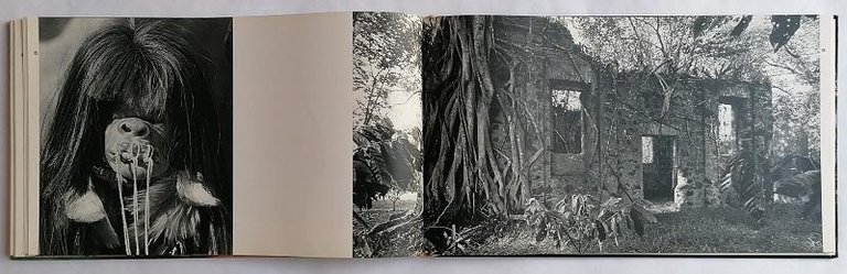 Amazzonia | Immagine Gallery 4