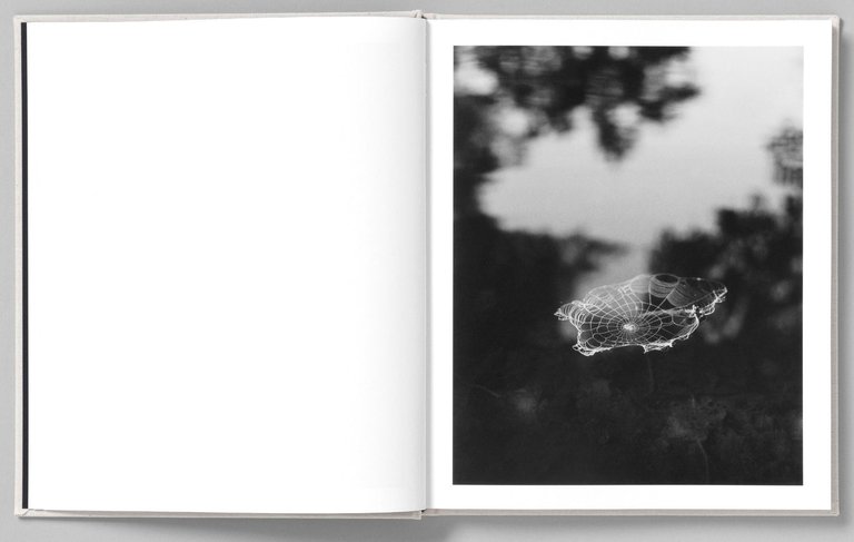 At Night Gardens Grow | Immagine Gallery 2