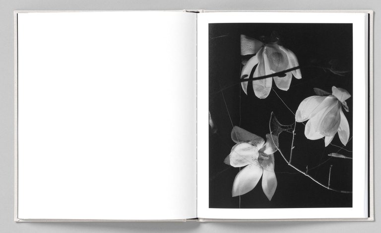 At Night Gardens Grow | Immagine Gallery 4