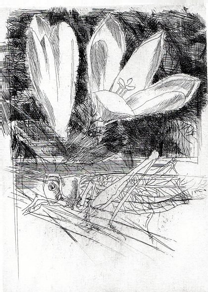 Bestiario | Immagine Gallery 6