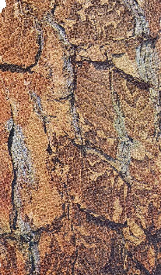 Cassandra Wood | Immagine principale