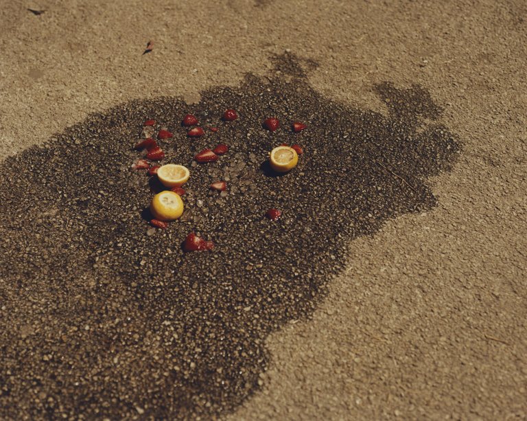 Florida Strawberries | Immagine Gallery 8