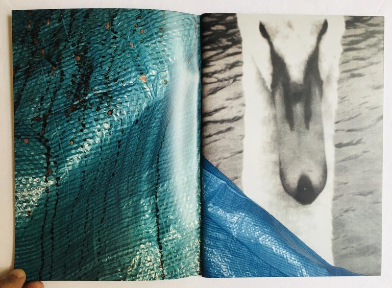 Hi Duck | Immagine Gallery 3