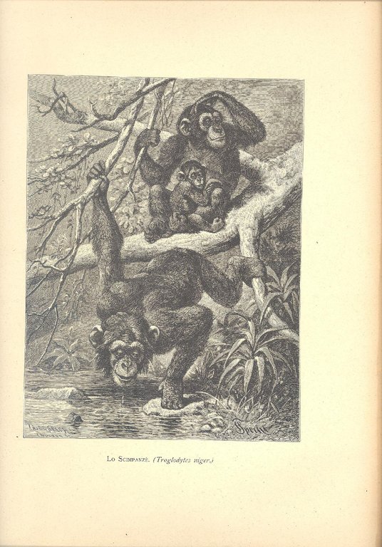 La storia naturale illustrata. I mammiferi | Immagine Gallery 2