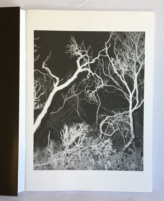 Lightning Tree | Immagine Gallery 6