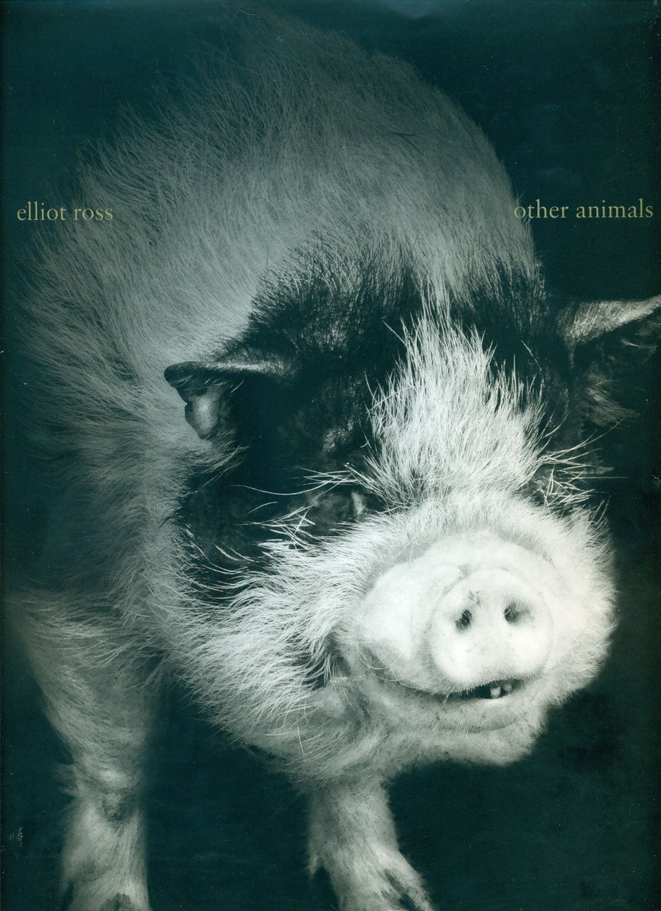 Other Animals | Immagine principale