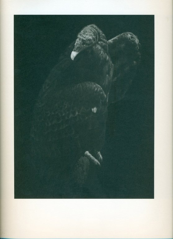 Other Animals | Immagine Gallery 2