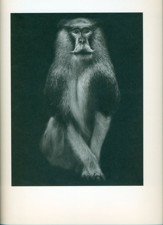 Other Animals | Immagine Gallery 3