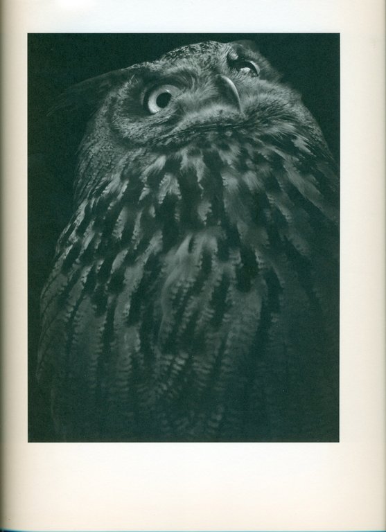 Other Animals | Immagine Gallery 4