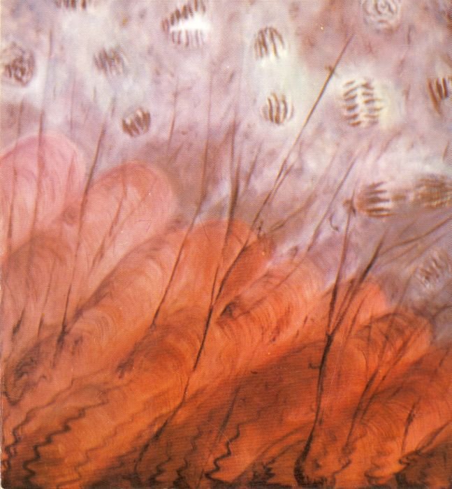 Pasquina Bianco. Microcosmo verde | Immagine principale