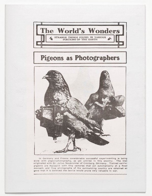The Pigeon Photographer | Immagine Gallery 4