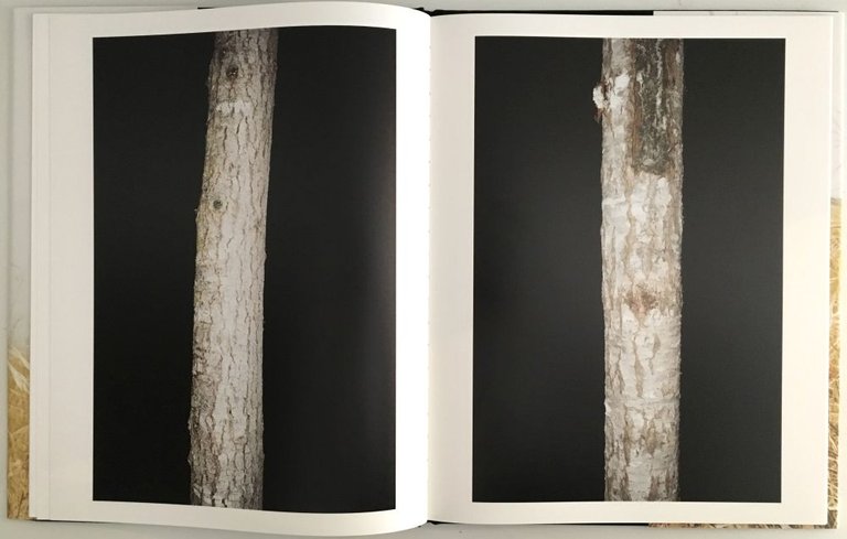 Timber Cove | Immagine Gallery 4