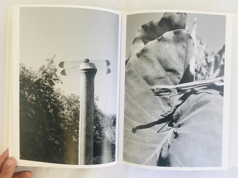 Uraniwa | Immagine Gallery 6