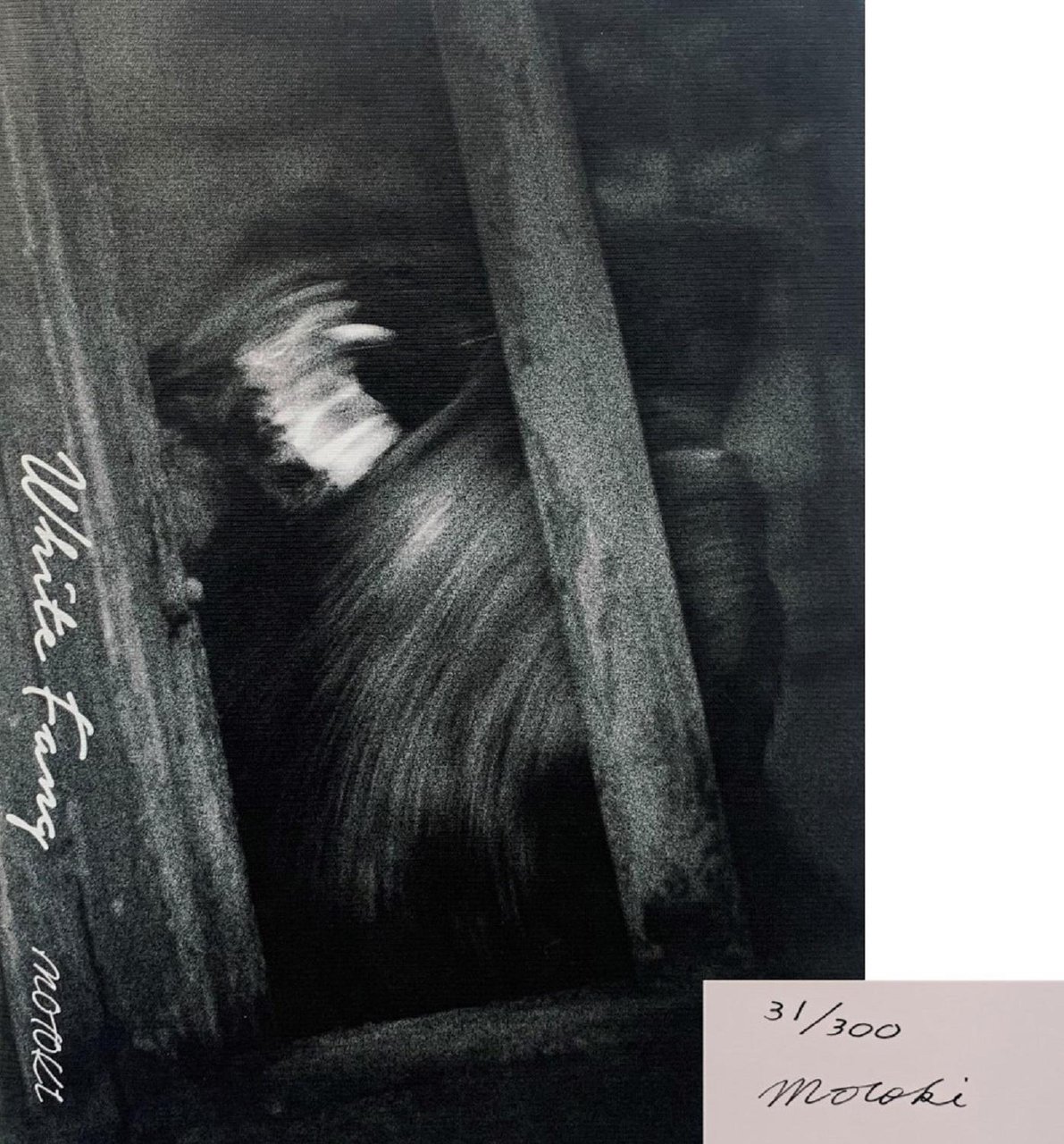 White Fang | Immagine principale