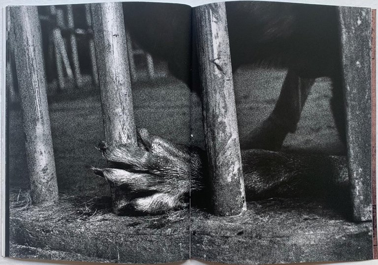 White Fang | Immagine Gallery 5