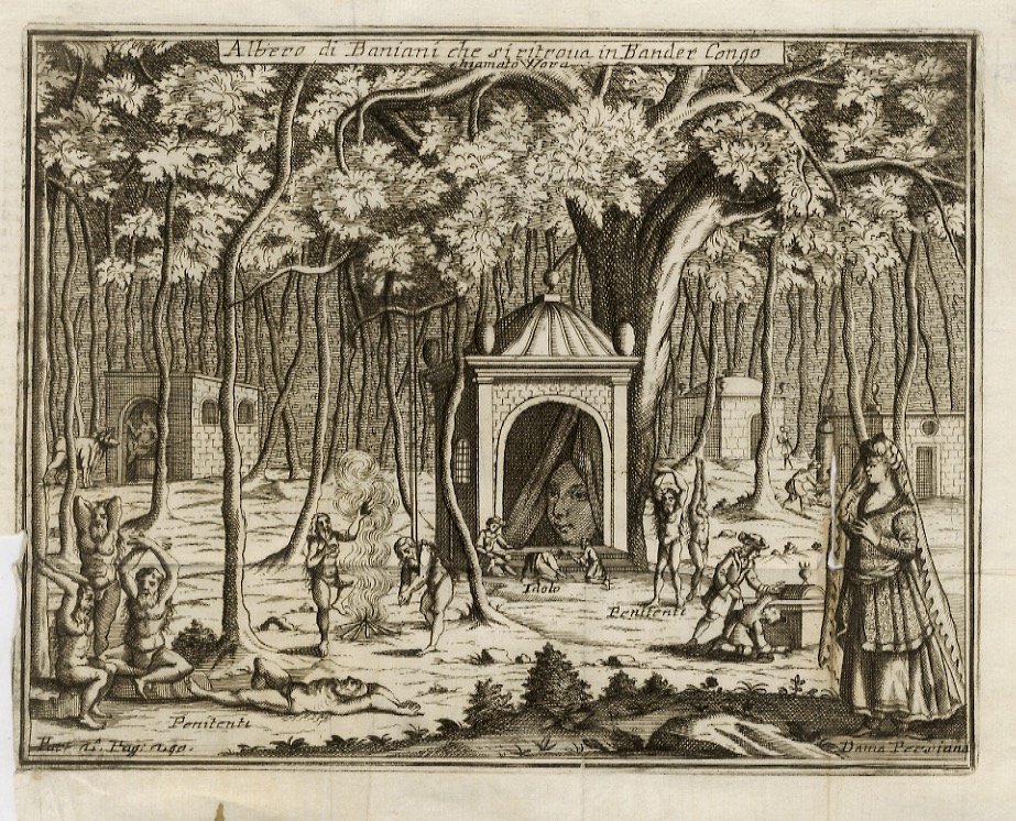 ALBERO di baniani che si ritrova in Bander Congo [Persia].