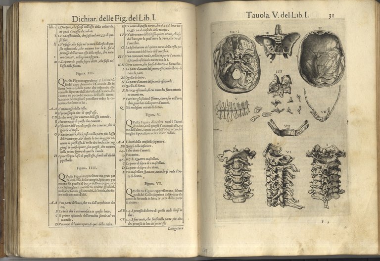 Anatomia del corpo humano composta per M. Giovan Valverde di …