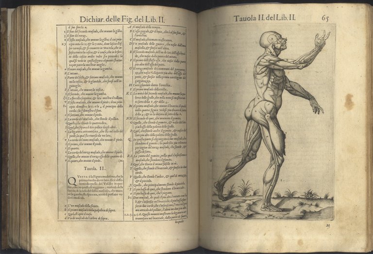 Anatomia del corpo humano composta per M. Giovan Valverde di …