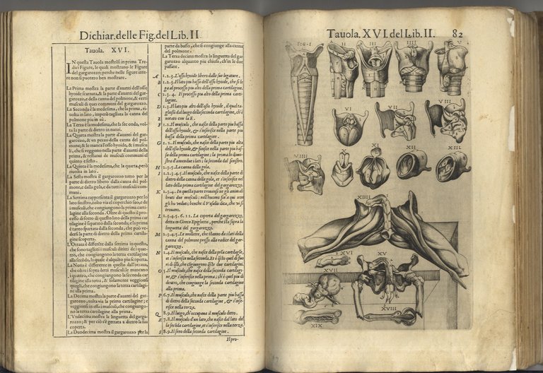 Anatomia del corpo humano composta per M. Giovan Valverde di …