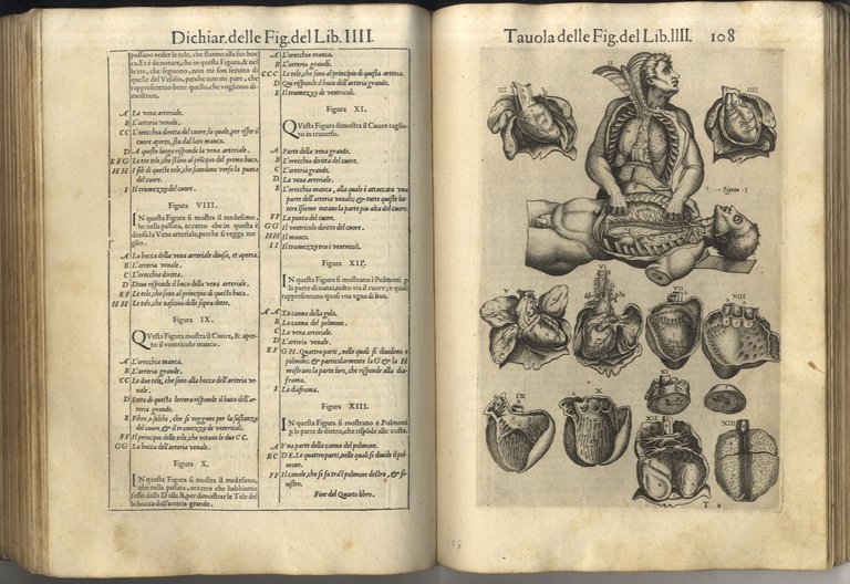 Anatomia del corpo humano composta per M. Giovan Valverde di … | Immagine Gallery 10