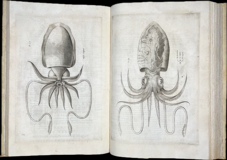 Aquatilium animalium historiae, liber primus, cum eorundem formis, aere excusis. …