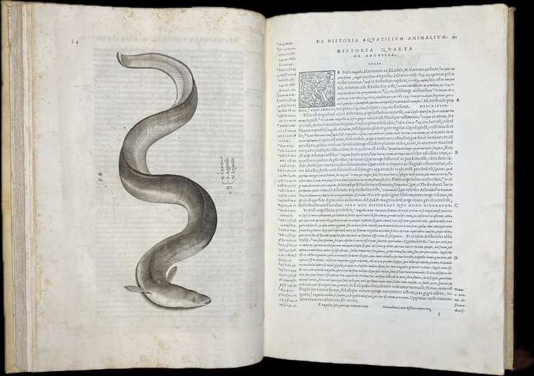 Aquatilium animalium historiae, liber primus, cum eorundem formis, aere excusis. …