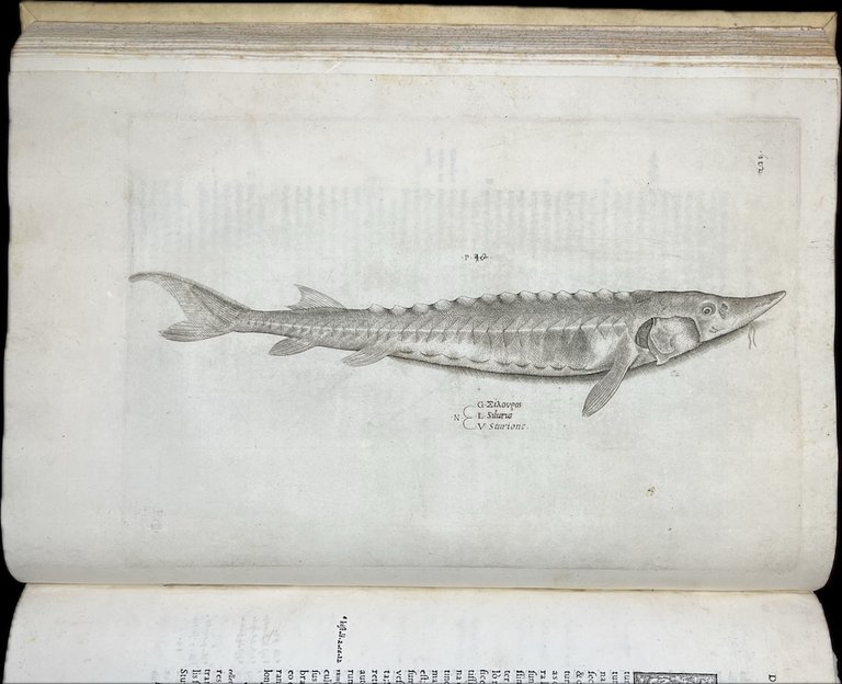 Aquatilium animalium historiae, liber primus, cum eorundem formis, aere excusis. …